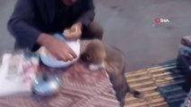 Göle'den yürekleri ısıtan görüntü: Yemeğini sokak köpeği ile paylaştı