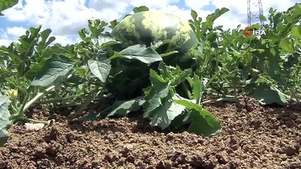 Turizm merkezinde üretilen karpuz, Diyarbakır ve Adana'ya rakip oldu