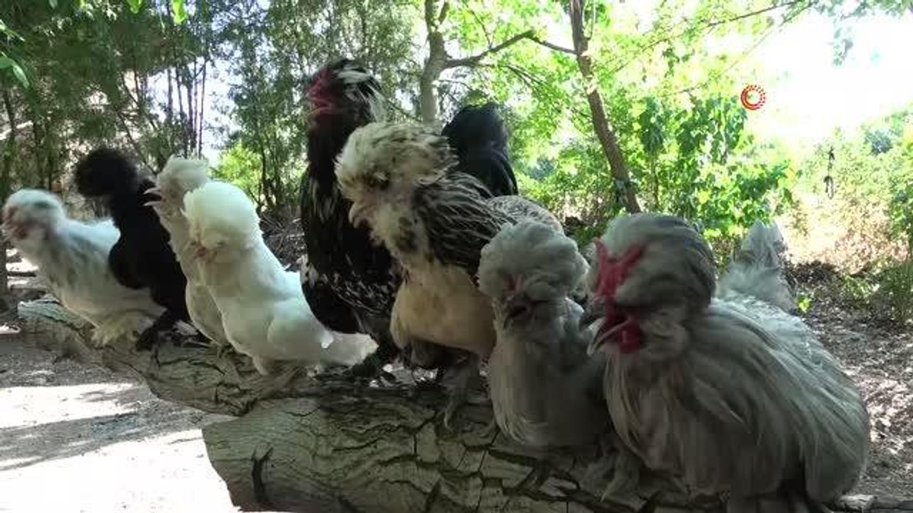 Bütün zamanını Osmanlı saray sultan tavuklarını adadı, 20'ye yakın renk oluşturdu