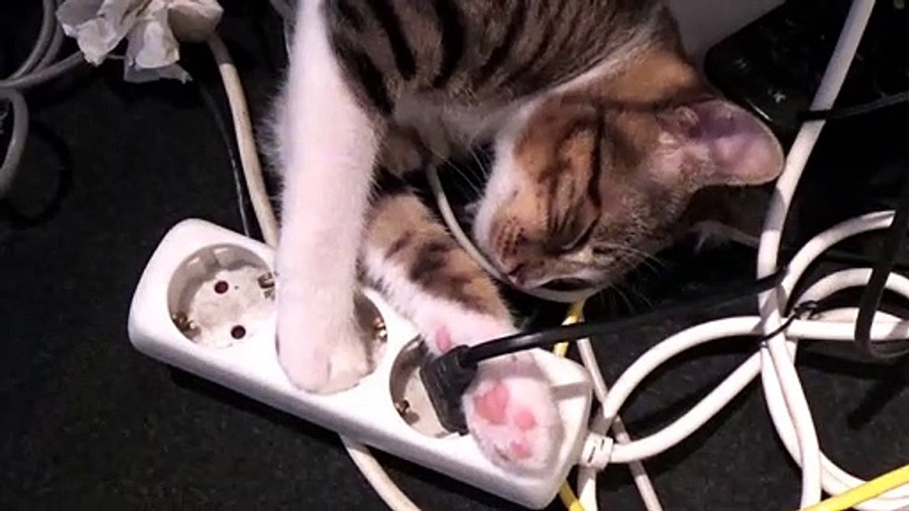 Tiny Suicidal Cat