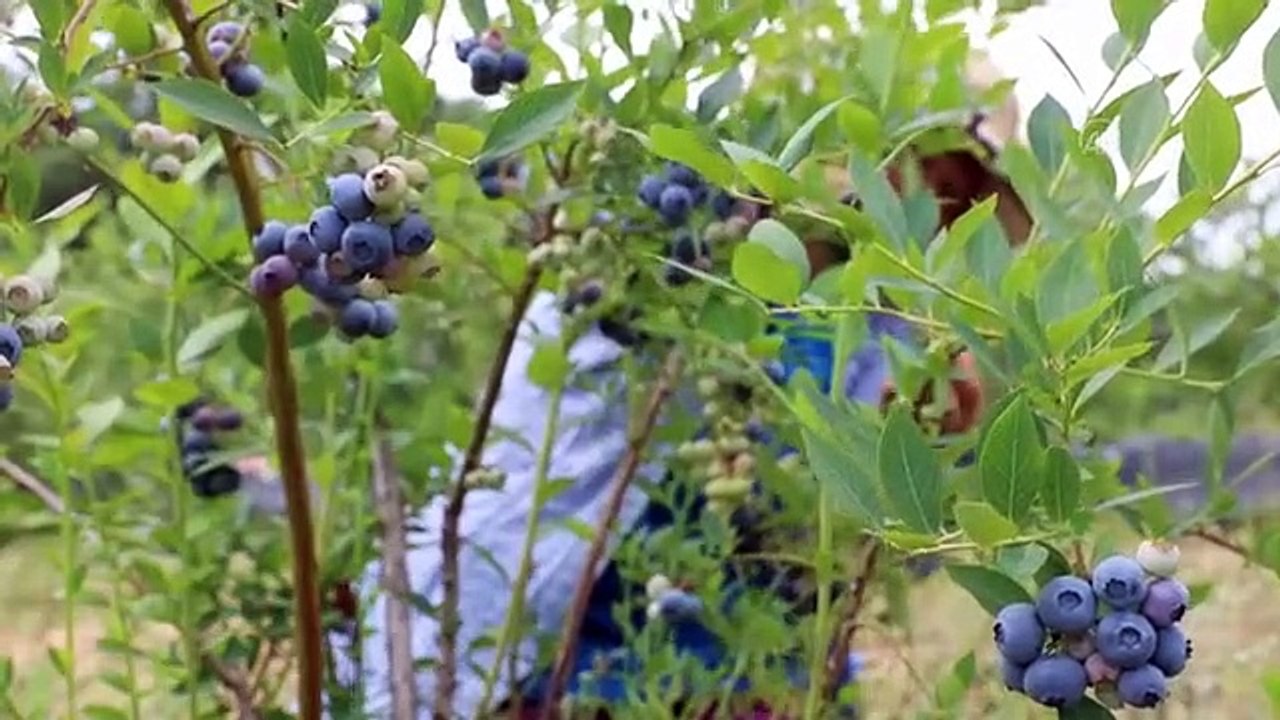 KIRKLARELİ - Istranca Dağları eteklerinde yetiştirilen yaban mersininde hasat başladı