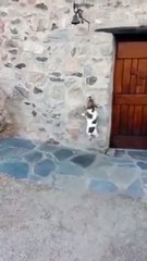 Ce chien a bien compris qu'il fallait sonner pour entrer