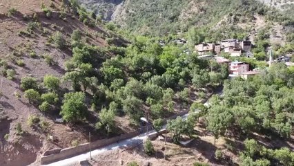 10 sakız ağacı "anıt ağaç" olarak tescillendi