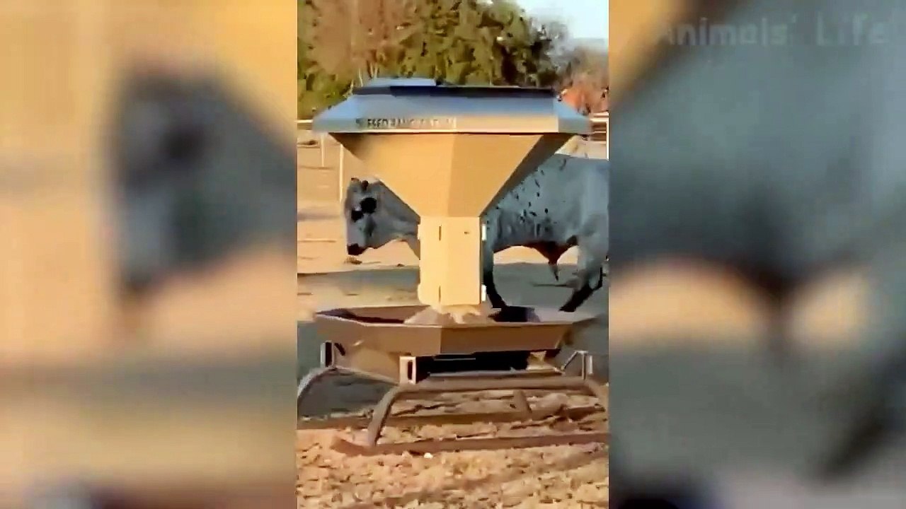 Funny Dog Video