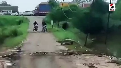 જ્યારે સામેથી પસાર થયો મહાકાય મગર, બાઈક ચાલકોના હાજા ગગડ્યાં