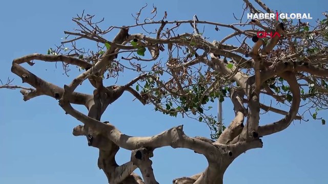 Özgecan Aslan Barış Meydanı'ndaki yarım asırlık ağacı matkapla delip, asit enjekte ettiler