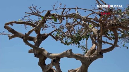 Özgecan Aslan Barış Meydanı'ndaki yarım asırlık ağacı matkapla delip, asit enjekte ettiler