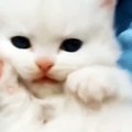 Cute baby animals Videos Compilation cute moment of the animals - Cutest Animals One