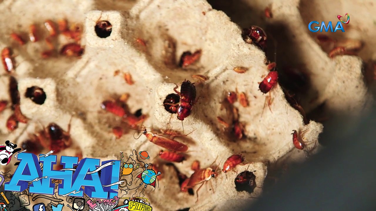 Iba't ibang uri ng ipis, inaalagaan?! | AHA!