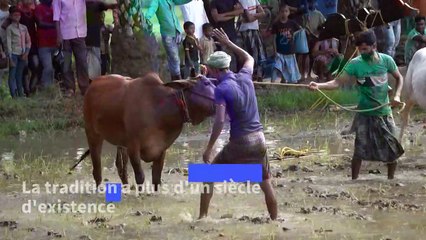 Inde: un festival de courses de vaches marque l'arrivée de la mousson