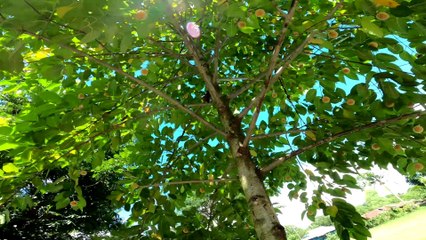 The trees are full of flowers All around the hand of natural beauty ||