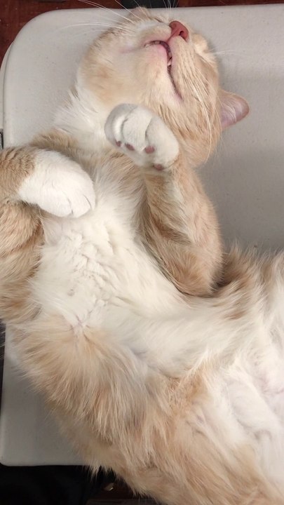 Cute cats