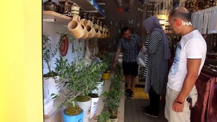 Balıkesir'de bodur zeytin ağaçları hediyelikler arasına girdi