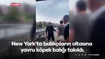 ABD’de balıkçının oltasına köpek balığı takıldı