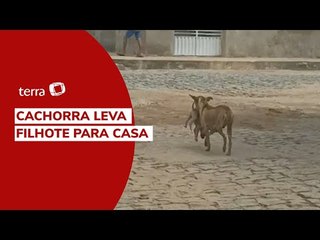 Na Paraíba, moradores flagram cachorra levando filhote para casa
