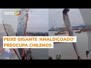 Aparição de peixe gigante 'amaldiçoado' preocupa chilenos