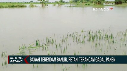 Download Video: Petani Terancam Gagal Panen Karena Sawah Terendam Banjir