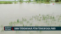 Petani Terancam Gagal Panen Karena Sawah Terendam Banjir