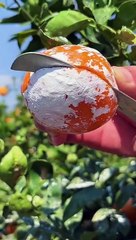 OMG  so juicy#usa #asmr #fruit