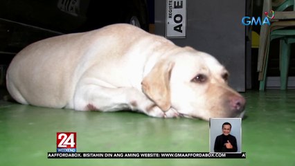 Bumper ng kotse, ginawang chew toy ng aso | 24 Oras Weekend
