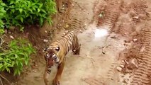 Video : इस टाइगर रिजर्व में आ गई खुशियों की बहार, बाघ को मिल गया जोड़ीदार