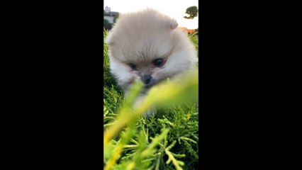 Aww So Cute Animals funny moments compilation video