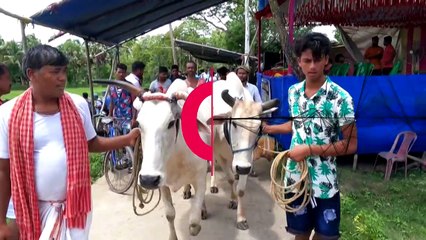 En Inde, un festival de course de bétail pour célébrer la saison de la mousson