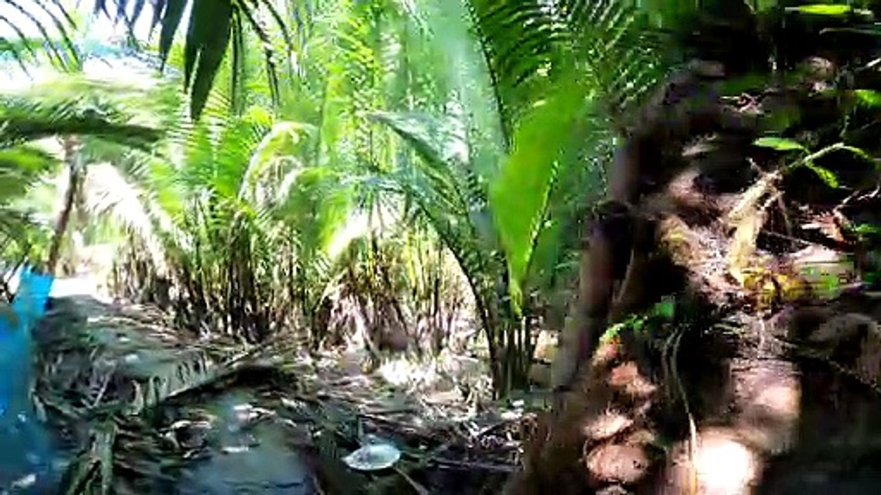 Dense forest | Nature surrounded by greenery |