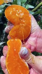 OMG  What Fruit? #usa #asmr #fruit