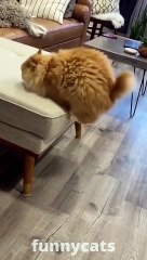 Best Funny Animal Videos 2022  - Funniest Cats And Dogs  Videos  --  #Shorts #cats #dogs