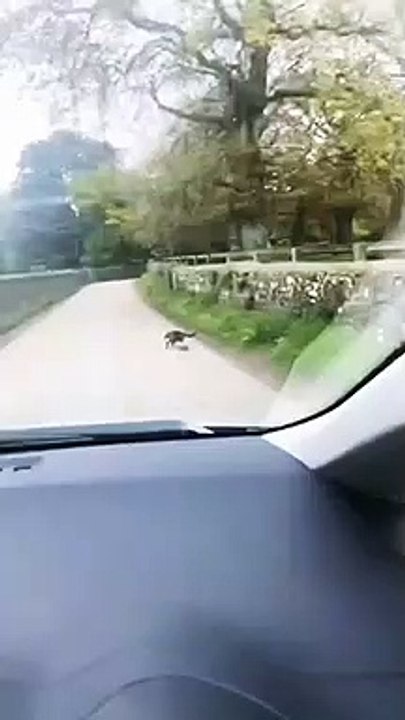who won? cat vs mouse