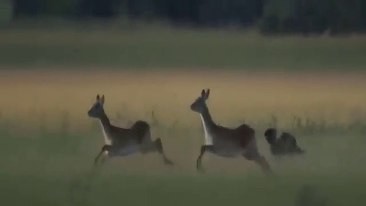 OMG_!_The_Pack_Of_Wild_Dogs_Arrogantly_Trespassing_On_The_Crocodile's_ Animal Worldxxxxxxx