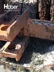 Trakya’da ayçiçek tarlaları çayır tırtılı istilası altında