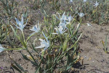 Kum zambakları çiçek açmaya başladı