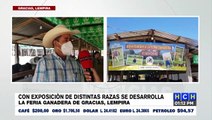 Soberbia exposición de diversas razas en feria ganadera de Gracias, Lempira