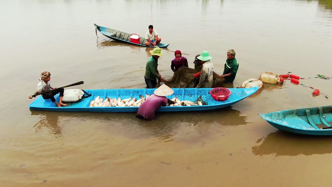 Fish Harvest - 42931