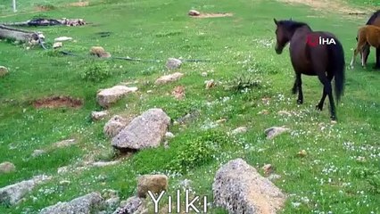 Spil Dağı Milli Parkı’nda Kurt Varlığı İlk Kez Çıplak Gözle Görüldü!