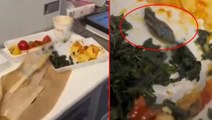 Türkiye bu skandalı konuşuyor! Uçakta yolculara ikram edilen yemekten yılan ve salyangoz çıktığı iddia edildi