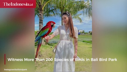 Witness More Than 200 Species of Birds in Bali Bird Park