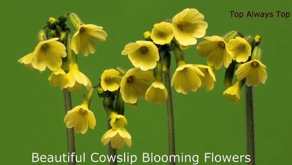 Beautiful Yellow Flowers in Spring Time