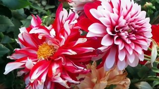 Top Beautiful Flowers With Relaxing Music