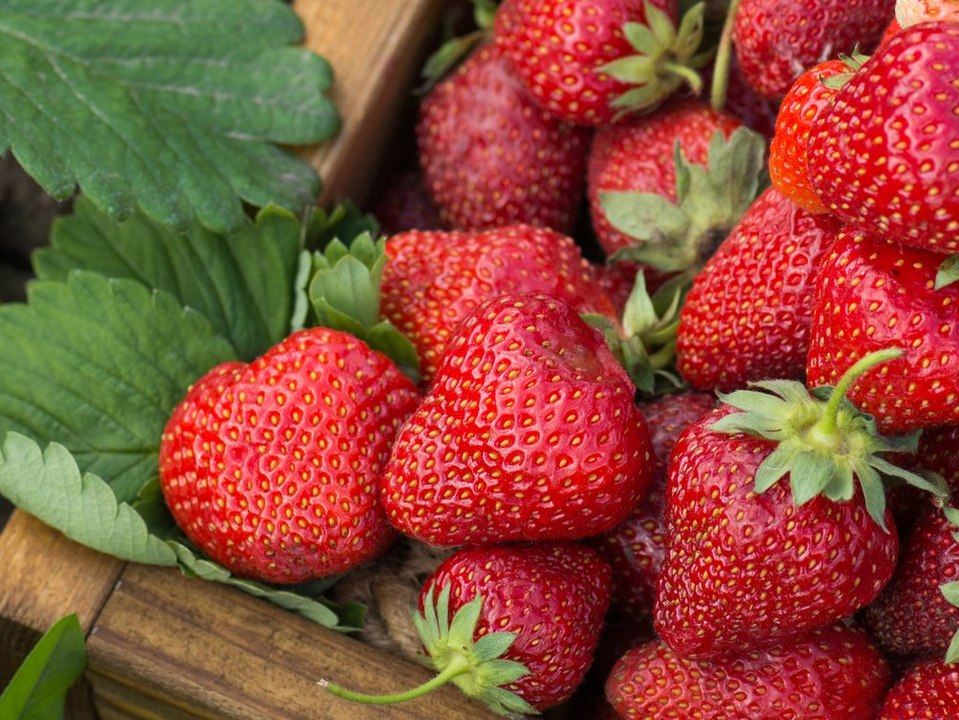 Diesen Sommer gibt es so wenig Erdbeeren wie lange nicht mehr