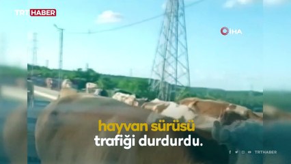 İstanbul'da caddeye çıkan sürü trafiği aksattı