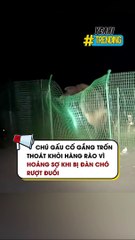 Chú gấu cố gắng trốn thoát khỏi hàng rào vì hoảng sợ khi bị đàn chó rượt đuổi