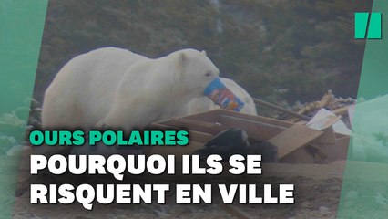 Pourquoi de plus en plus d'ours polaires entrent dans nos villes ?