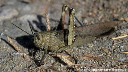Locusts plague Sardinia