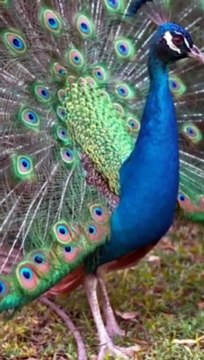 wild Birds Special Collection/Wild Birds Special Video/Wild Birds Compilation