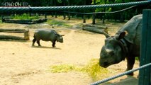 Ancient Rhinoceros Befriends a Tiger Near the Vill