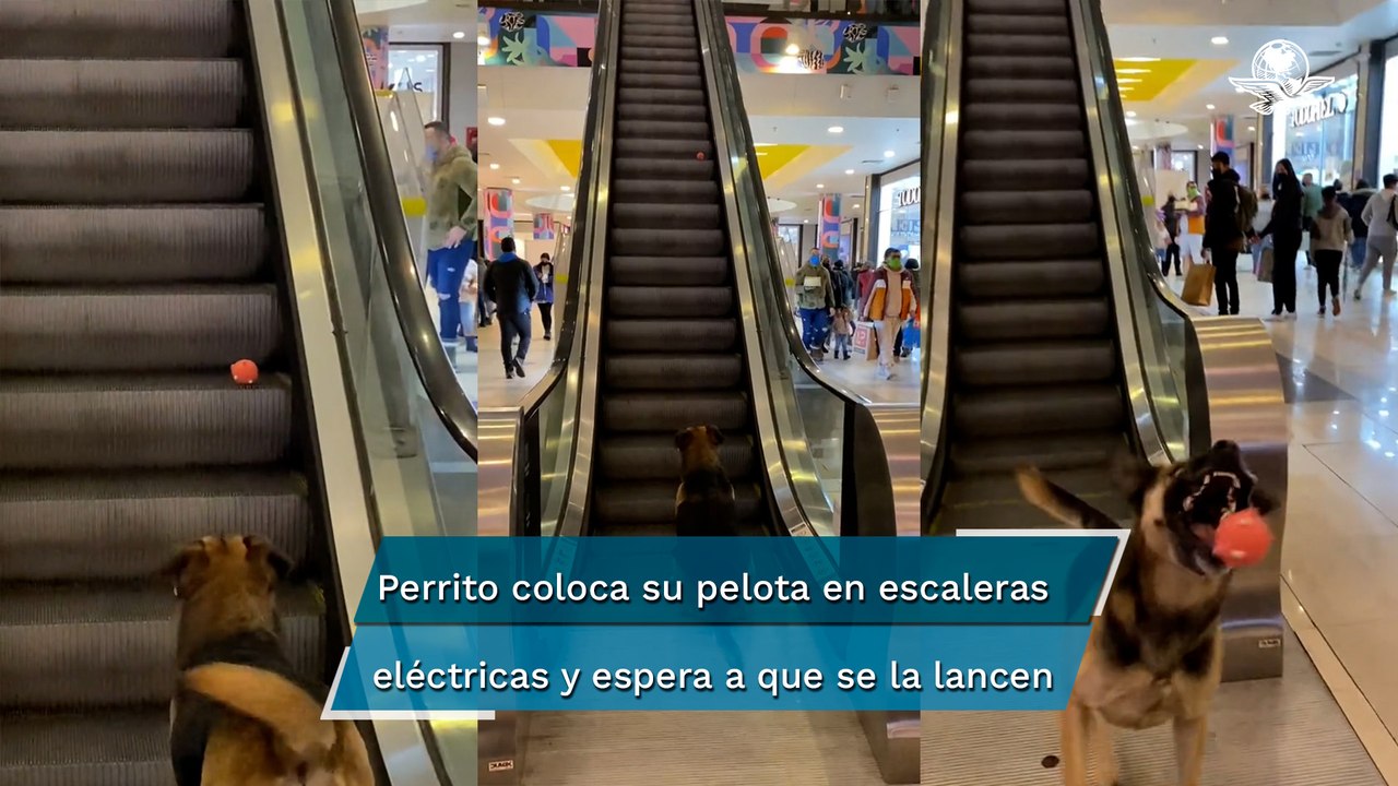 Lomito causa ternura entre usuarios al jugar en...