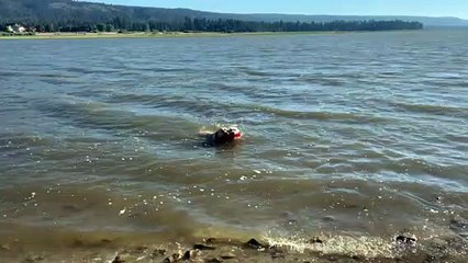 Two Yellow Labs in Big Bear Lake 2022